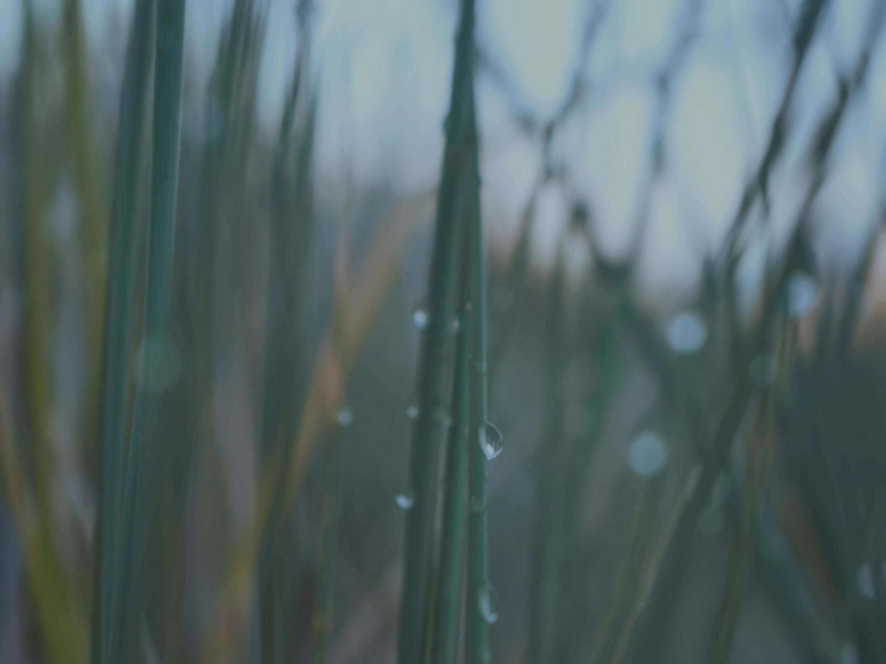 Un champs de feuille où il pleut